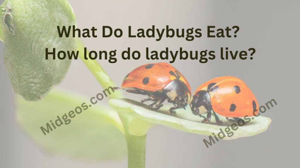 What Do Ladybugs Eat How long do ladybugs live