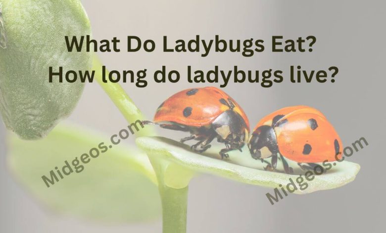 What Do Ladybugs Eat How long do ladybugs live