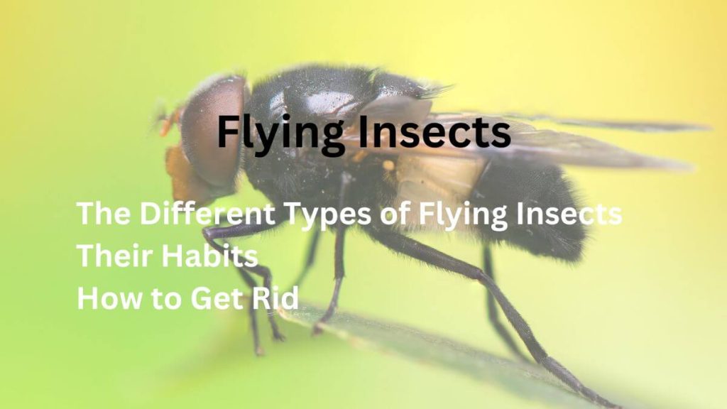 Flying Insects: The Different Types of Flying Insects Their Habits How to Get Rid