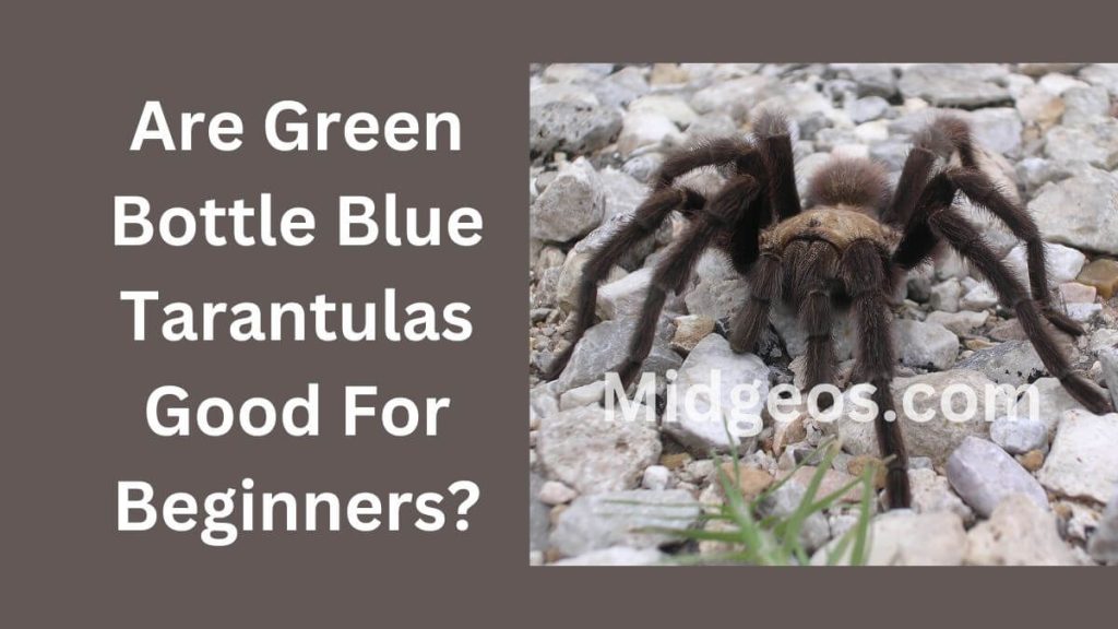 Are Green Bottle Blue Tarantulas Good For Beginners