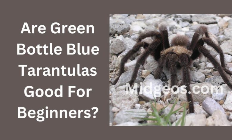 Are Green Bottle Blue Tarantulas Good For Beginners