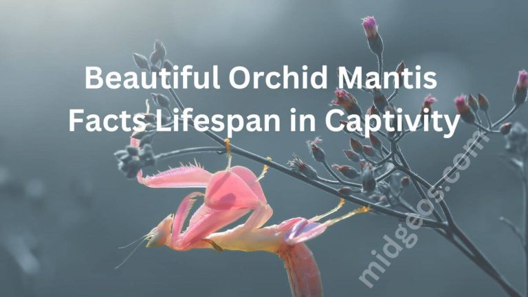 Beautiful Orchid Mantis Facts Lifespan