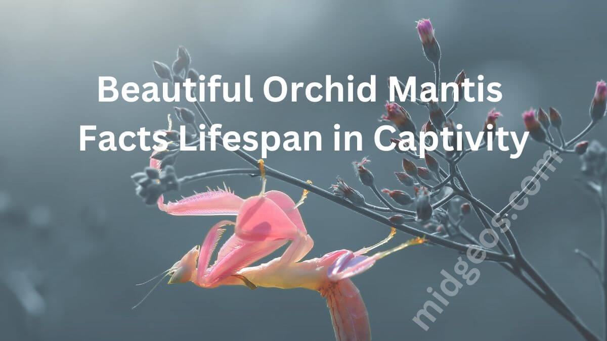 Beautiful Orchid Mantis Facts Lifespan in Captivity