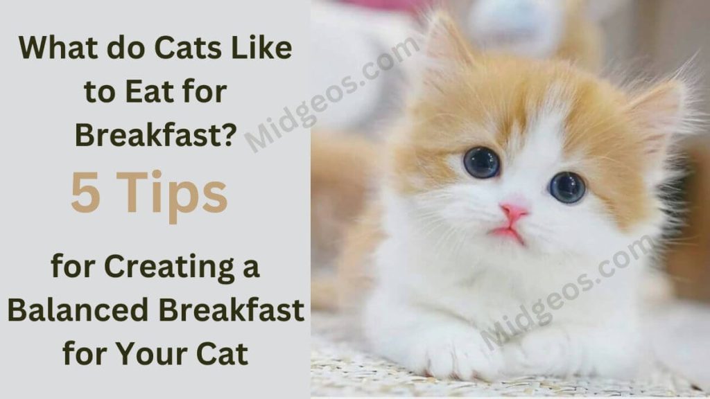 What do Cats Like to Eat for Breakfast