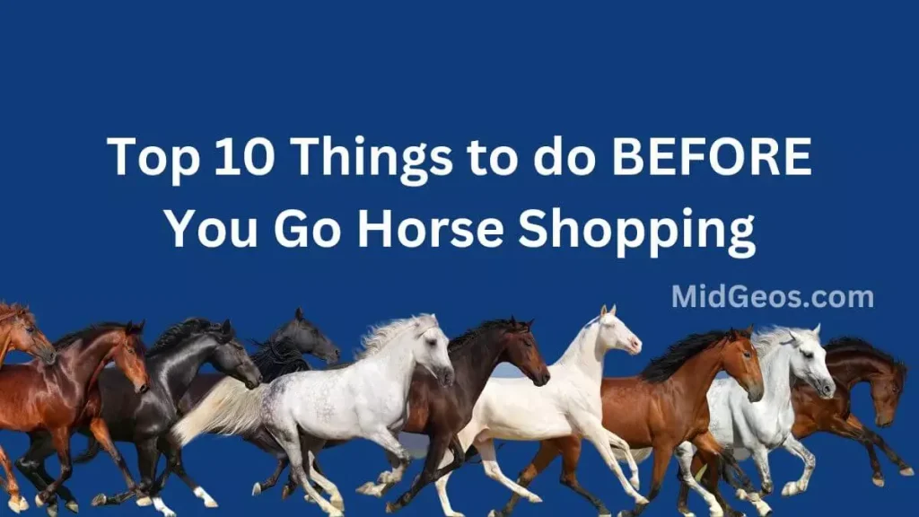 before you go horse shopping