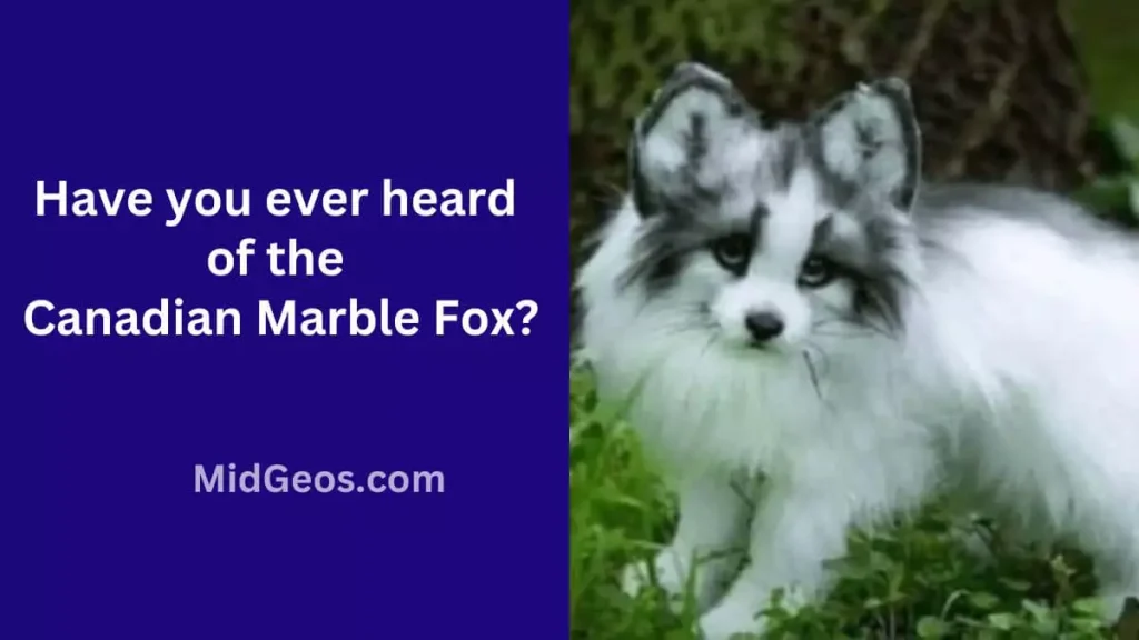 have you ever heard of the canadian marble fox