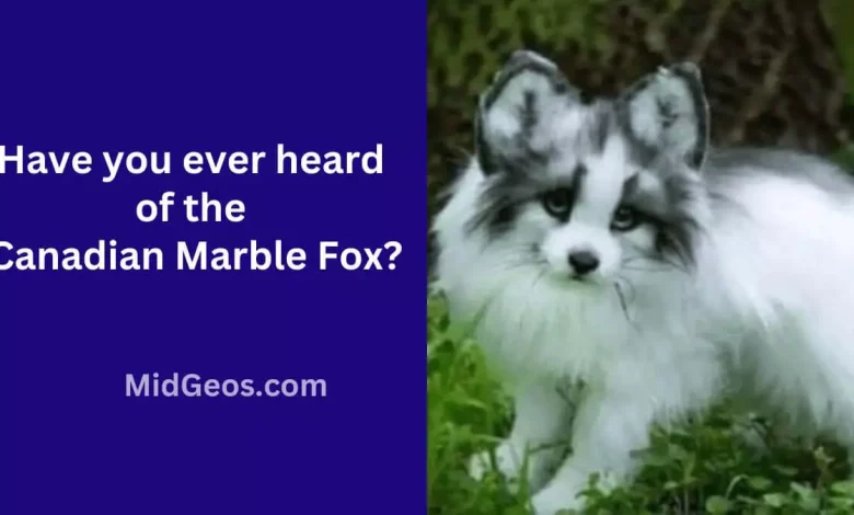 have you ever heard of the canadian marble fox