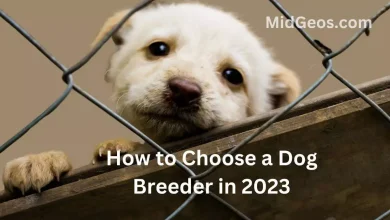 how to choose a dog breeder