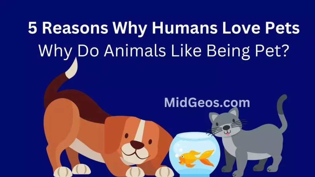 5 Reasons Why Humans Love Pets and Why Do Animals Like Being Pet