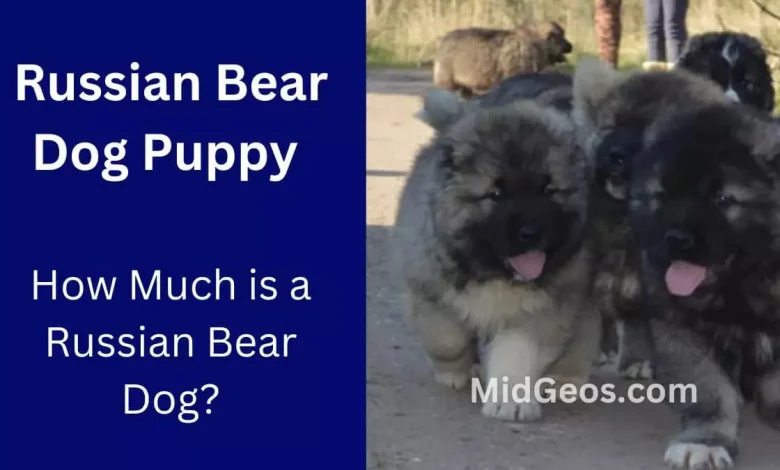 Russian Bear Dog Puppy How Much is a Russian Bear Dog