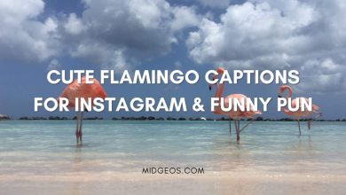 130 Cute Flamingo Captions for Instagram & Funny Pun