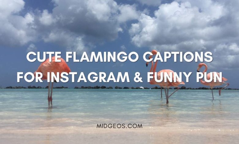 130 Cute Flamingo Captions for Instagram & Funny Pun 1 130 Cute Flamingo Captions for Instagram & Funny Pun